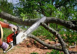 Reliable Siler City, NC Tree Services Solutions